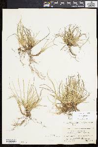 Carex tonsa image