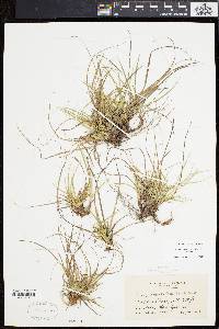 Carex tonsa image