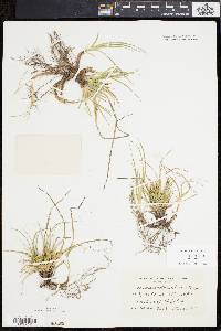 Carex tonsa image