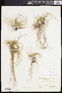 Carex tonsa image