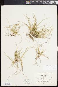 Carex tonsa image