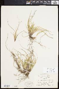 Carex tonsa image