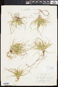 Carex tonsa image