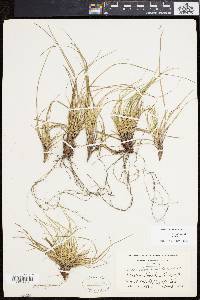 Carex tonsa image