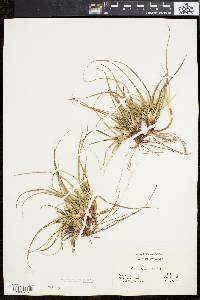 Carex tonsa image