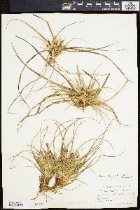 Carex tonsa image