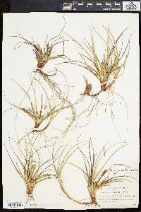 Carex tonsa image