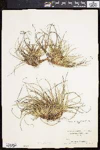 Carex tonsa image