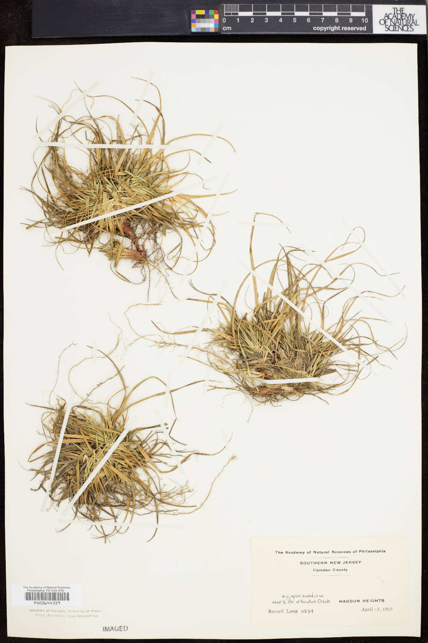 Carex tonsa image