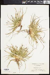 Carex tonsa image