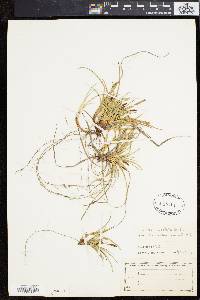 Carex tonsa image