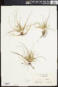 Carex tonsa image