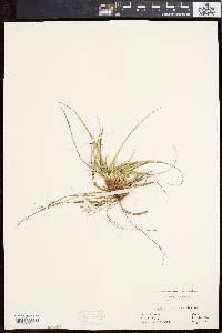 Carex tonsa image