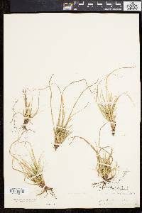 Carex tonsa image