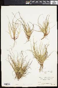 Carex tonsa image