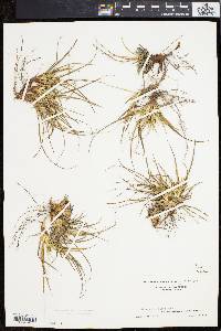 Carex tonsa image