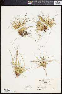 Carex tonsa image