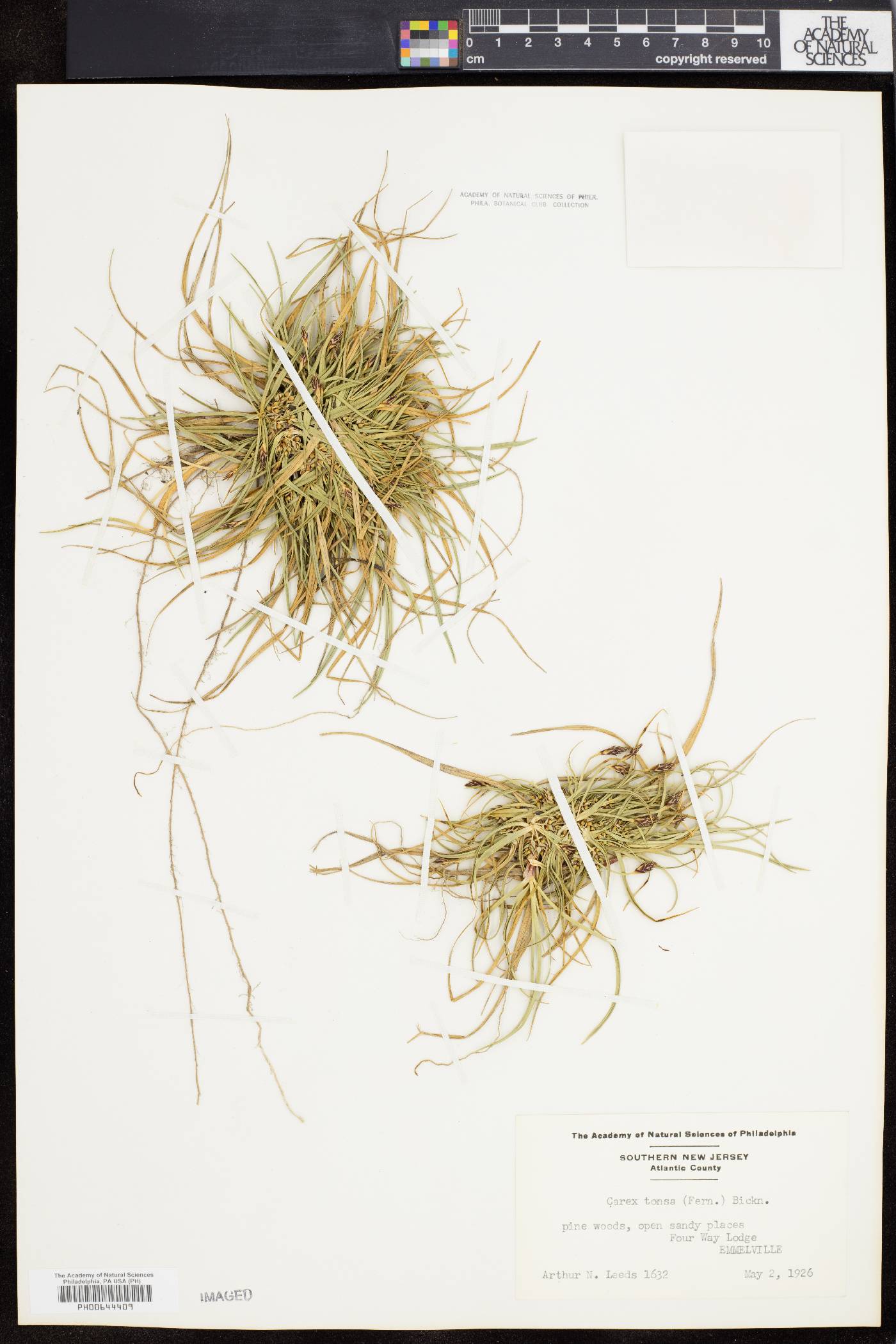 Carex tonsa image