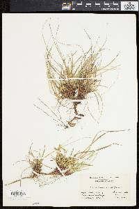 Carex tonsa image