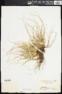 Carex tonsa image