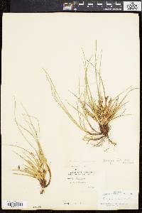 Carex tonsa image