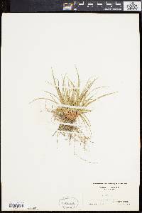 Carex tonsa image