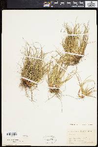 Carex tonsa image