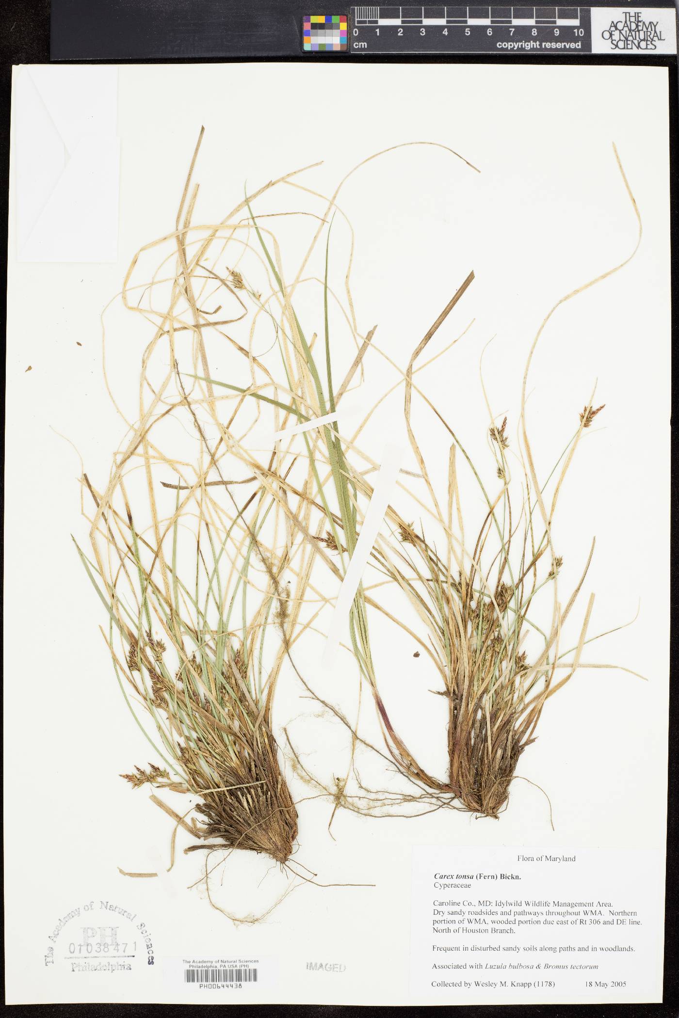 Carex tonsa image