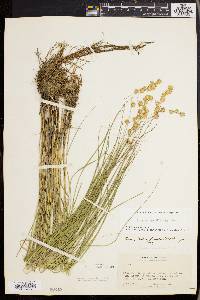 Carex straminea image