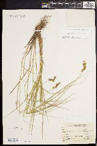 Carex straminea image