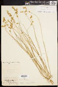 Carex straminea image