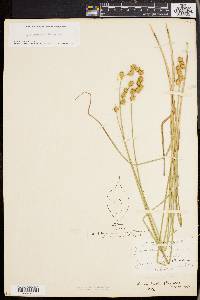 Carex straminea image