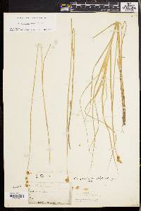 Carex straminea image