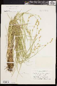 Carex straminea image