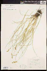 Carex straminea image