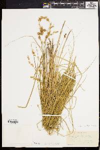 Carex straminea image