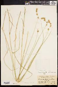 Carex straminea image