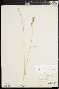 Carex straminea image