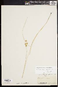 Carex straminea image