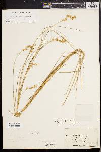 Carex straminea image