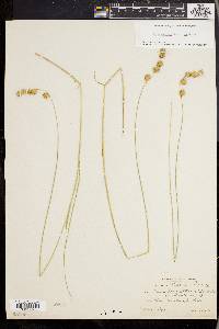 Carex straminea image