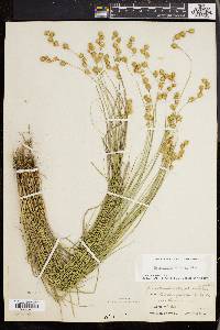 Carex straminea image