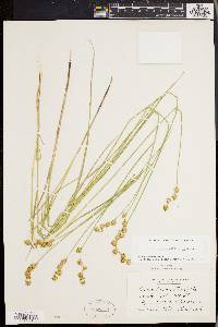 Carex straminea image