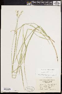 Carex straminea image