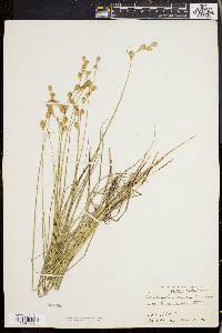 Carex straminea image