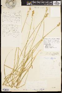 Carex straminea image