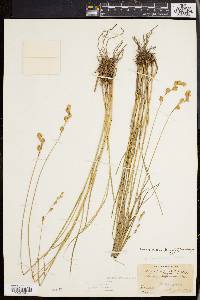 Carex straminea image