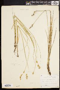 Carex straminea image