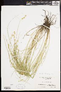 Carex straminea image