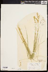 Carex straminea image